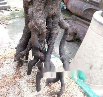 Bán cây Khế chua dáng đẹp 20 năm                 tại Đồng Nai