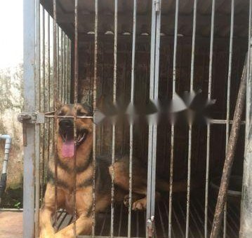 Chó becge hơn 40kg thuần chủng                 tại Hà Nội