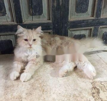 Cần bán mèo Ba Tư lai                 tại Hà Nội