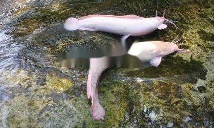 Bán con cá trê bạch tạng                 tại Thừa Thiên Huế