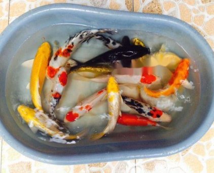 Cần bán 16 con cá Koi F1                 tại TP Hồ Chí Minh