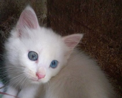 Tìm chủ mới cho bé mèo ALD trắng mắt 2 màu                 tại TP Hồ Chí Minh