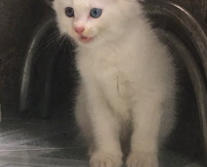 Bé mèo ALD trắng mắt 2 màu 1,5 triệu                 tại TP Hồ Chí Minh