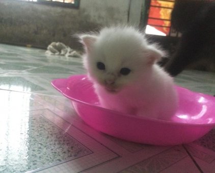 2 bé mèo ALD 1 tháng màu trắng, mun 1,8 triệu/bé                 tại TP Hồ Chí Minh
