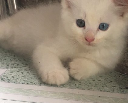 Bé Mèo ALD mắt 2 màu xanh + nâu 2 triệu                 tại TP Hồ Chí Minh