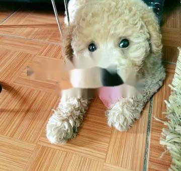 Cần bán gấp chó poodle toy - cái - thuần chủng                 tại Hà Nội