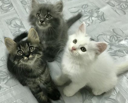 3 bé mèo Anh lông dài thuần chủng, 3 màu trắng, xám, đen                 tại TP Hồ Chí Minh