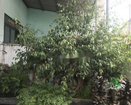 Bán cây Sanh 2tr                 tại Đồng Nai