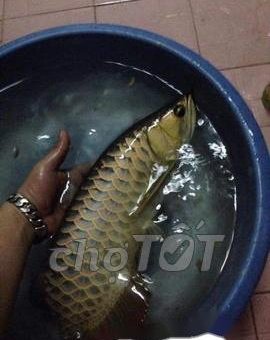Bán cá rồng Malaysia gold sz 55                 tại TP Hồ Chí Minh