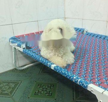 Poodle trắng cái 6 tháng                 tại TP Hồ Chí Minh