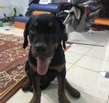 Cần bán rottweiler,chó thuần chủng                 tại Hà Nội
