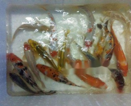 Bán cá chép koi Nhật size 22 - 28 giá tốt                 tại TP Hồ Chí Minh