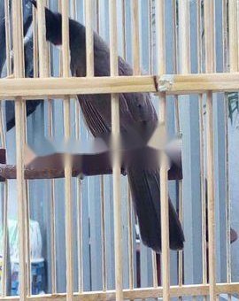 Chim mào bổi lỡ                 tại TP Hồ Chí Minh