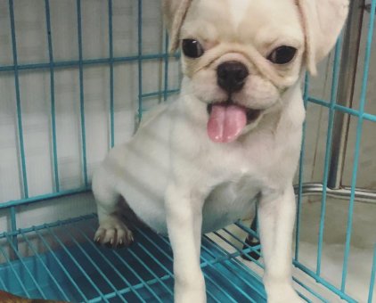 Chó Pug cái 3 tháng tuổi thuần chủng, sẽ fix cho ai nhiệt tình                 tại TP Hồ Chí Minh