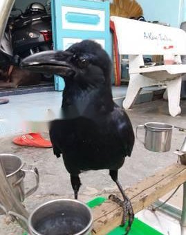 Chim quạ biết nói                 tại TP Hồ Chí Minh