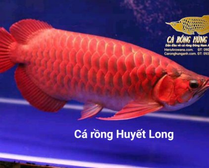Cá rồng Kim Long quá bối                 tại TP Hồ Chí Minh