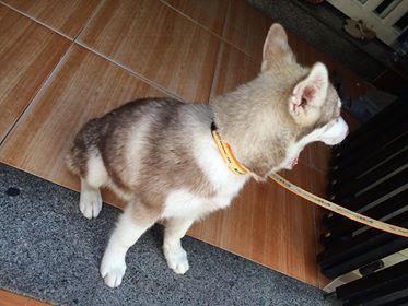 Cần bán chó Husky                  tại TP Hồ Chí Minh