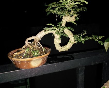 Bonsai mini                 tại TP Hồ Chí Minh