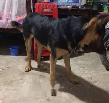 Chó becgie 34kg được huấn luyện biết nghe lời                 tại Cần Thơ