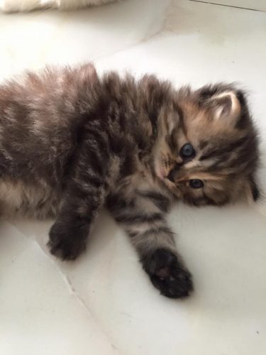 Tìm nhà mới cho bé Mèo ALD màu xám tuyệt đẹp thuần chủng 100% tại Hồ Chí Minh