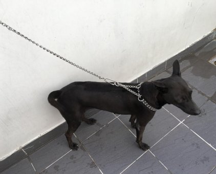 Chó Phú Quốc thuần chủng 2 tuổi                 tại TP Hồ Chí Minh
