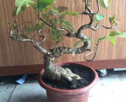 Cây lộc vừng bonsai                 tại TP Hồ Chí Minh