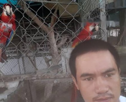 cặp chim đấy men nào co khả năng mua nuôi alo nha                 tại TP Hồ Chí Minh