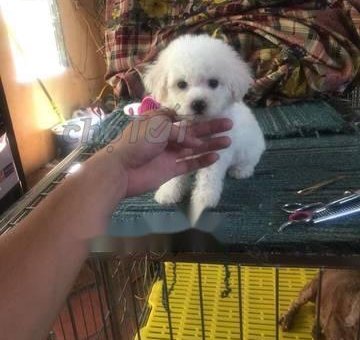 Bán chó poodle size tiny                 tại TP Hồ Chí Minh