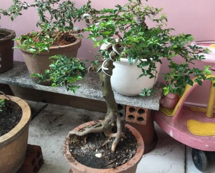 Kim quýt bonsai cao 35 cm quái                 tại TP Hồ Chí Minh