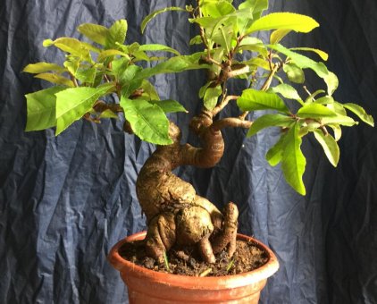 Cây lộc vừng bonsai quái đẹp gốc có lũa 1 mặt                 tại TP Hồ Chí Minh