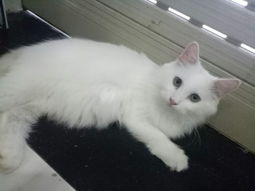 Cần bán Mèo ALD màu trắng, giống đực thuần chủng 100% tại Hồ Chí Minh