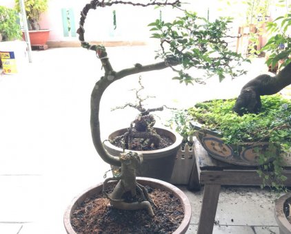 Kim quýt bonsai cao 42 cm                 tại TP Hồ Chí Minh