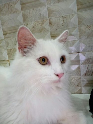 Tìm nhà mới cho bé Mèo ALD màu trắng  tuyệt đẹp thuần chủng 100% tại Hồ Chí Minh