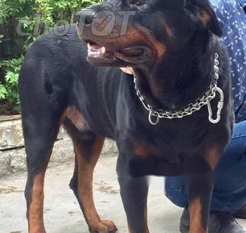 Rottweiler đực 15tháng                 tại TP Hồ Chí Minh