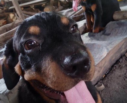 Bán chó Rottweiler Secbi dòng trung                  tại Tây Ninh