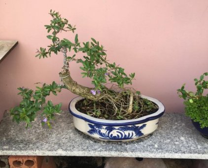 Linh sam bonsai cao 26 cm                  tại TP Hồ Chí Minh