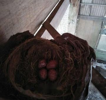 Chim chào mào con tự sinh sản trong chuồng nuôi nh                 tại Hà Tĩnh