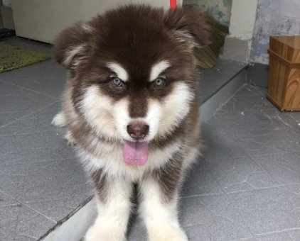 Chó Alaska nhà cần tìm chủ mới                 tại TP Hồ Chí Minh