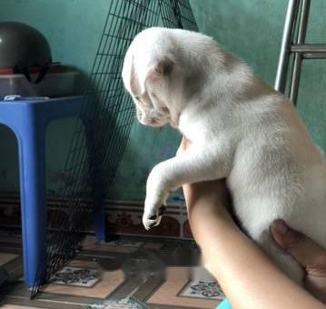 Pug trắng thuần chủng                 tại TP Hồ Chí Minh