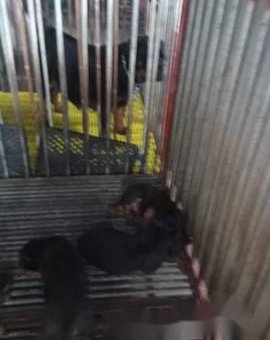 Tìm chủ mới yêu thương cho các cún                 tại Quảng Nam