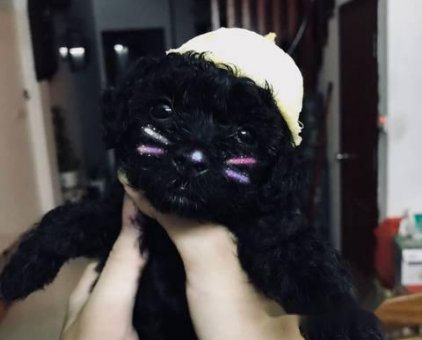 Chó poodle tiny đen                 tại Hà Nội