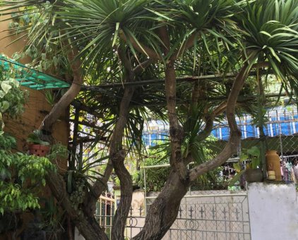 Cần bán cây thần tài núi                 tại Đà Nẵng