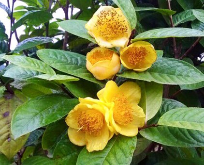 Viện Cây Giống Trung Ương, cung cấp giống cây trà hoa vàng, cây nhỏ, cây choai                 tại Hải Phòng