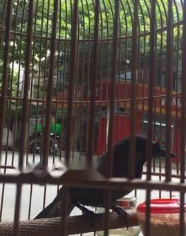 Cần bán e mun mái chim đã thuần                 tại Quảng Nam