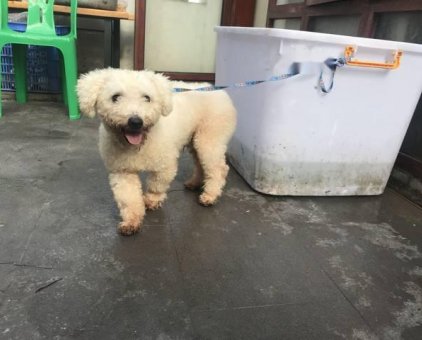 Toy poodle trắng tinh                 tại Hà Nội