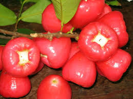 Viện Cây Giống Trung Ương giống roi đỏ Thái Lan, cây nhập khẩu, giao hàng toàn quốc                 tại Bắc Giang