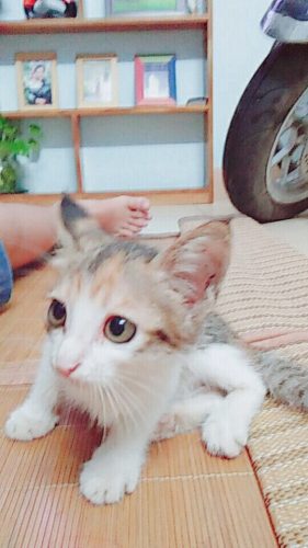 Mèo tam thể con 2,5 tháng tuổi tại Hà Nội