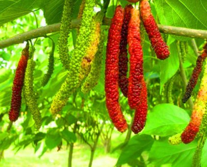 Viện cây giống trung ương, cung cấp giống dâu quả dài, dâu quả dài Đài Loan                 tại Hà Nội