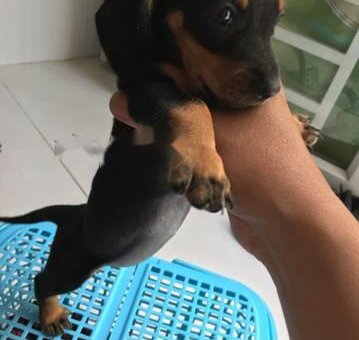 Chó lạp xưởng dachshund 2 tháng tuổi thuần chủng                 tại TP Hồ Chí Minh