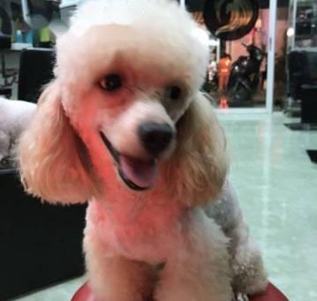 Poodle trưởng thành 2 tuổi                 tại TP Hồ Chí Minh